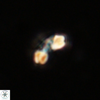 Watznaueria angustoralis VR 23835