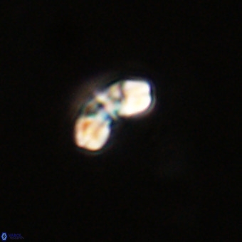 Watznaueria angustoralis VR 23838