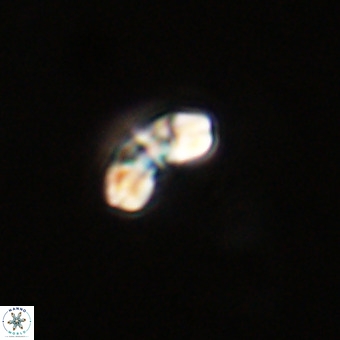 Watznaueria angustoralis VR 23838