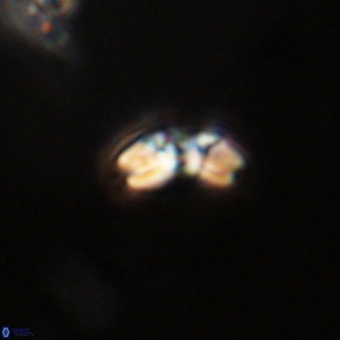 Watznaueria angustoralis VR 23839