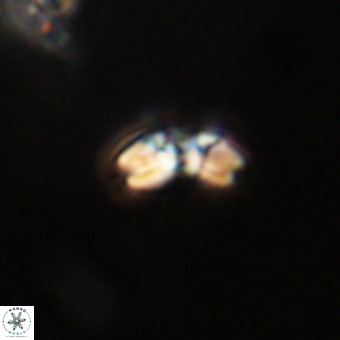 Watznaueria angustoralis VR 23839