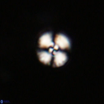 Watznaueria angustoralis VR 23844
