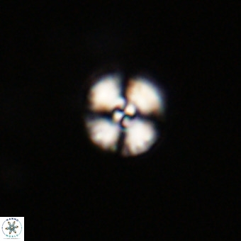 Watznaueria angustoralis VR 23844