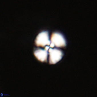 Watznaueria angustoralis VR 23847