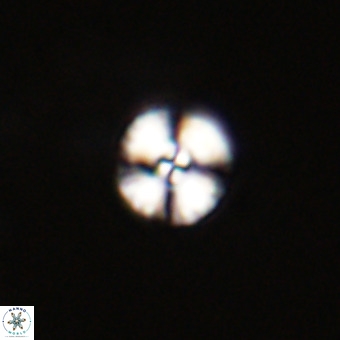 Watznaueria angustoralis VR 23847