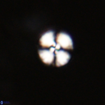 Watznaueria angustoralis VR 23850