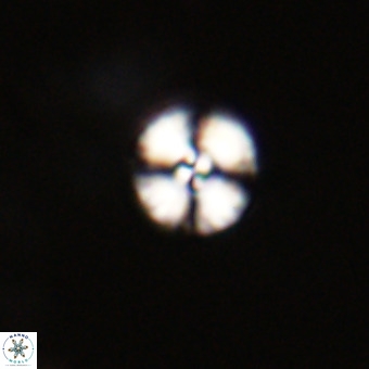 Watznaueria angustoralis VR 23850