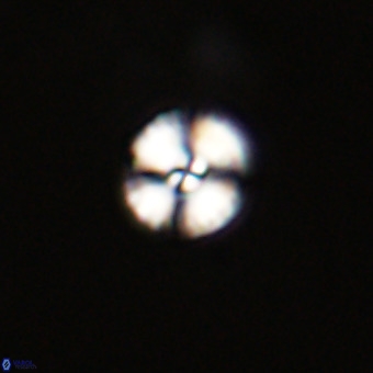 Watznaueria angustoralis VR 23851