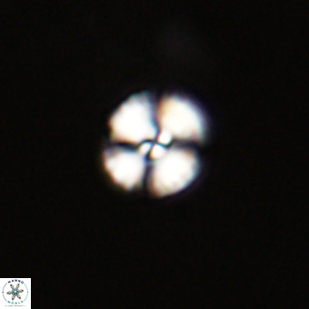 Watznaueria angustoralis VR 23851