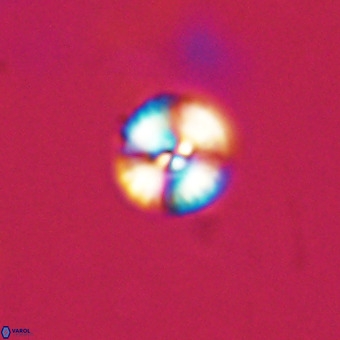Watznaueria angustoralis VR 23852