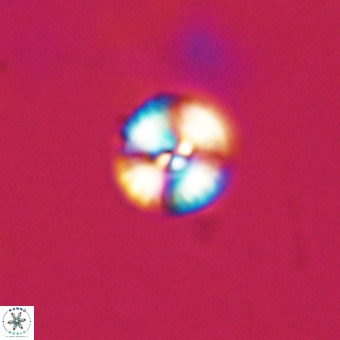 Watznaueria angustoralis VR 23852