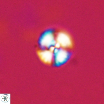 Watznaueria angustoralis VR 23853
