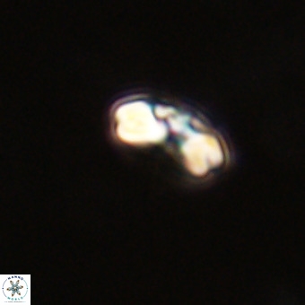 Watznaueria angustoralis VR 23854