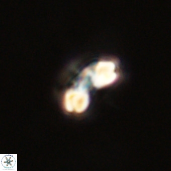 Watznaueria angustoralis VR 23857