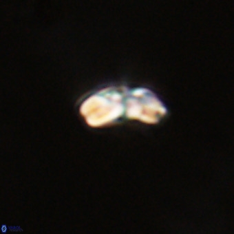 Watznaueria angustoralis VR 23858