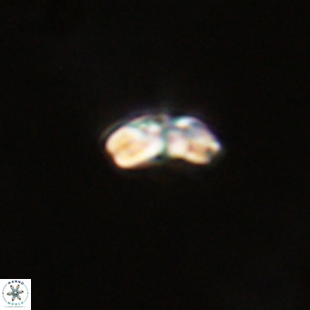 Watznaueria angustoralis VR 23858