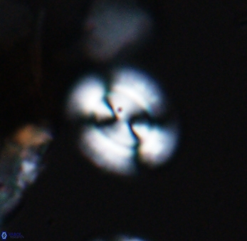 Watznaueria arata 9078