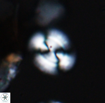 Watznaueria arata 9078