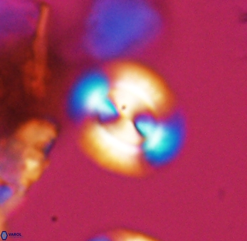 Watznaueria arata 9079