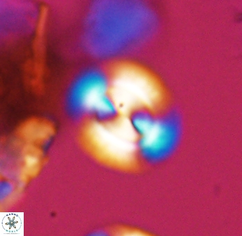 Watznaueria arata 9079