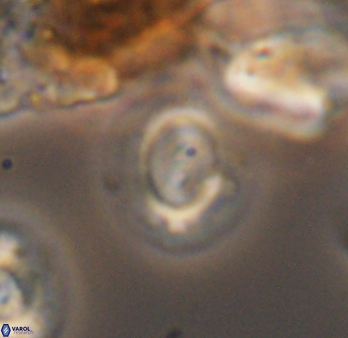 Watznaueria arata 9084