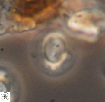 Watznaueria arata 9084