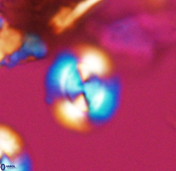 Watznaueria arata 9080