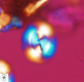 Watznaueria arata 9080