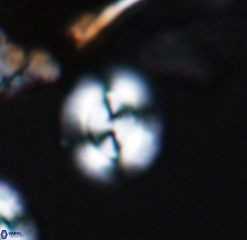 Watznaueria arata 9081