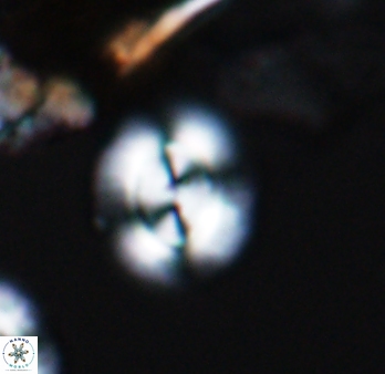 Watznaueria arata 9081