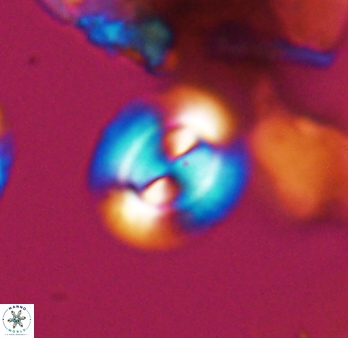 Watznaueria arata 9082
