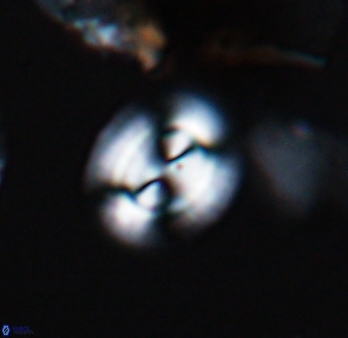 Watznaueria arata 9083