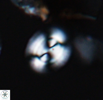 Watznaueria arata 9083