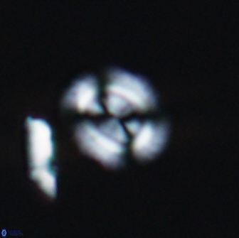 Watznaueria arata 13103