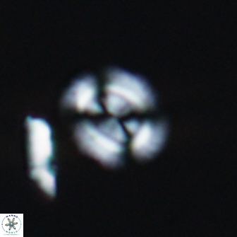 Watznaueria arata 13103