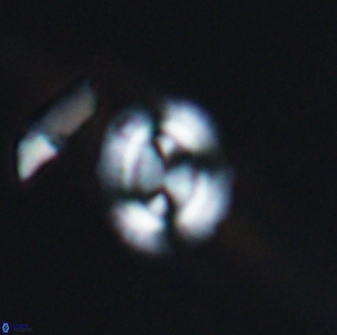 Watznaueria arata 13106