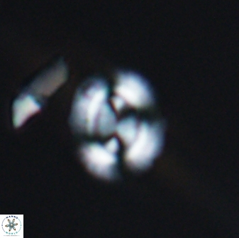 Watznaueria arata 13106