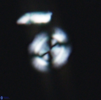 Watznaueria arata 13107
