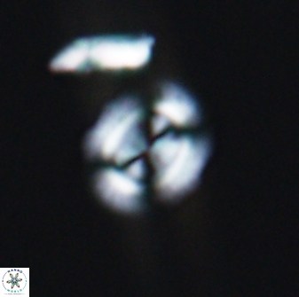 Watznaueria arata 13107