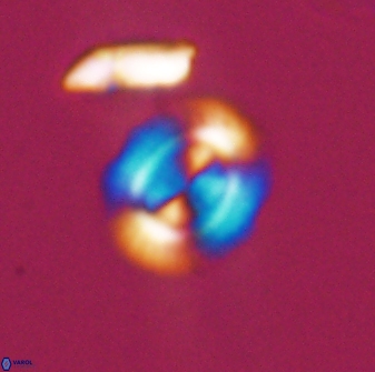 Watznaueria arata 13108