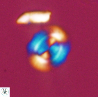 Watznaueria arata 13108