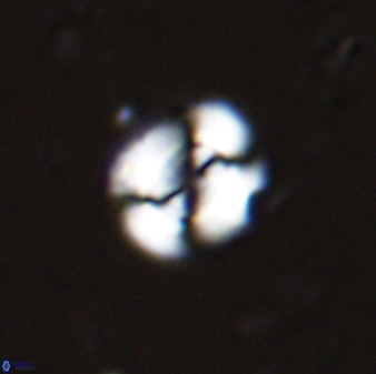 Watznaueria arata 34858