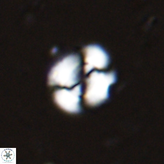 Watznaueria arata 34858