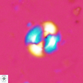 Watznaueria arata 34859