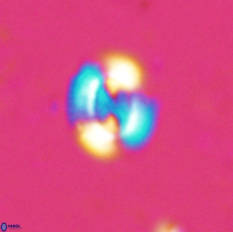 Watznaueria arata 34860