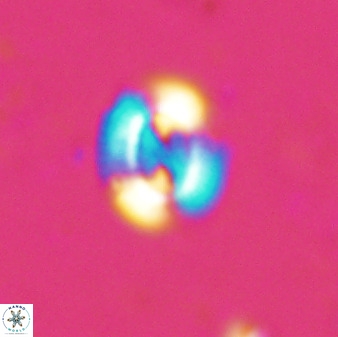 Watznaueria arata 34860
