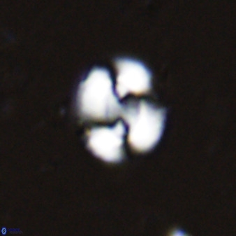 Watznaueria arata 34861