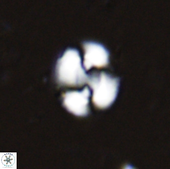 Watznaueria arata 34861