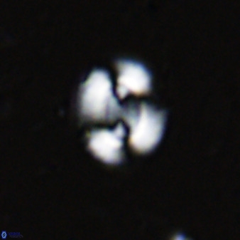 Watznaueria arata 34862