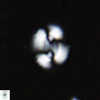 Watznaueria arata 34862